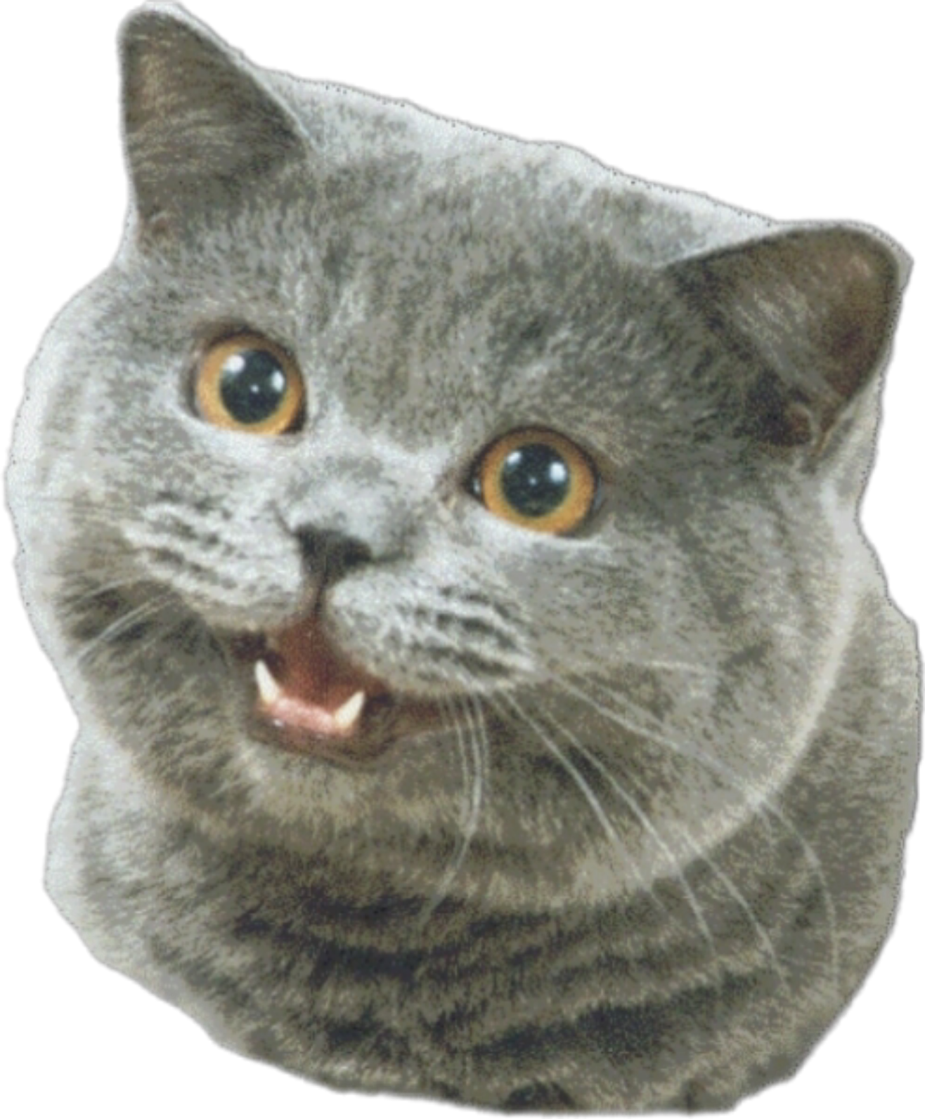 Happy Cat
